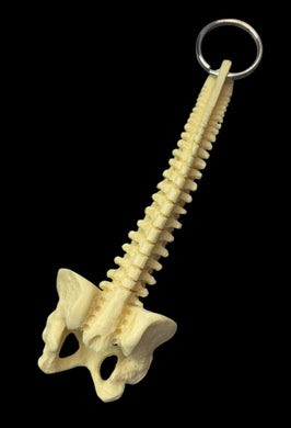 SPINAL COLUMN KEYCHAIN